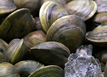 Fresh clams on ice