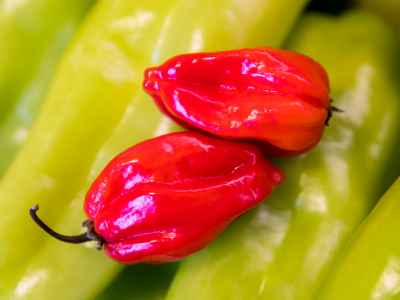 Ajicito Pepper