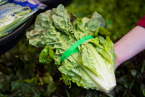 A close up image of red leaf lettuce held by an associate. 