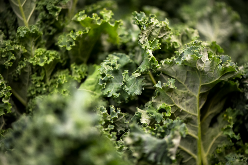 Close up photo of fresh Kale leaves in produce.