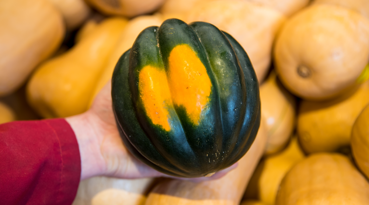 Acorn Squash