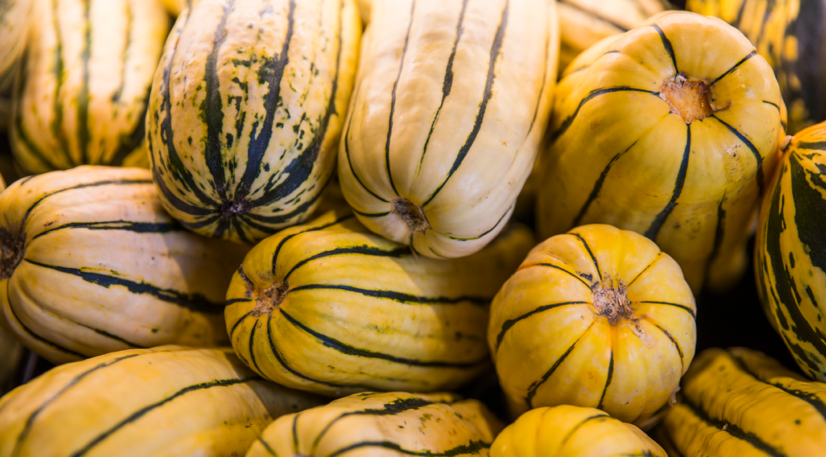 Delicata Squash